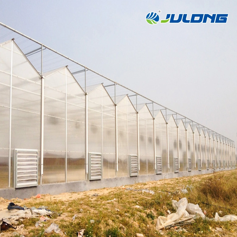 Venlo Polycarbonate Sheet Multi-Span Greenhouse with Tomato Hydroponics and Drip Irrigation