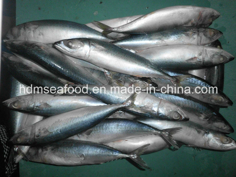 Bloque de pescados congelados rápidos de la caballa de los mariscos (Scomber Japonicus)