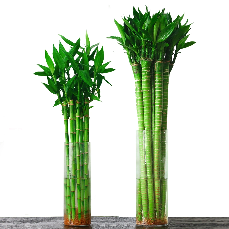 Gute Feng Shui Pflanze Lucky Bamboo Indoor Pflanzen, Festival Geschenk