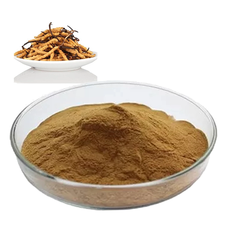 Cordyceps Sinensis Mycelium Powder Cordyceps Militaris Ophiocordyceps Sinensis