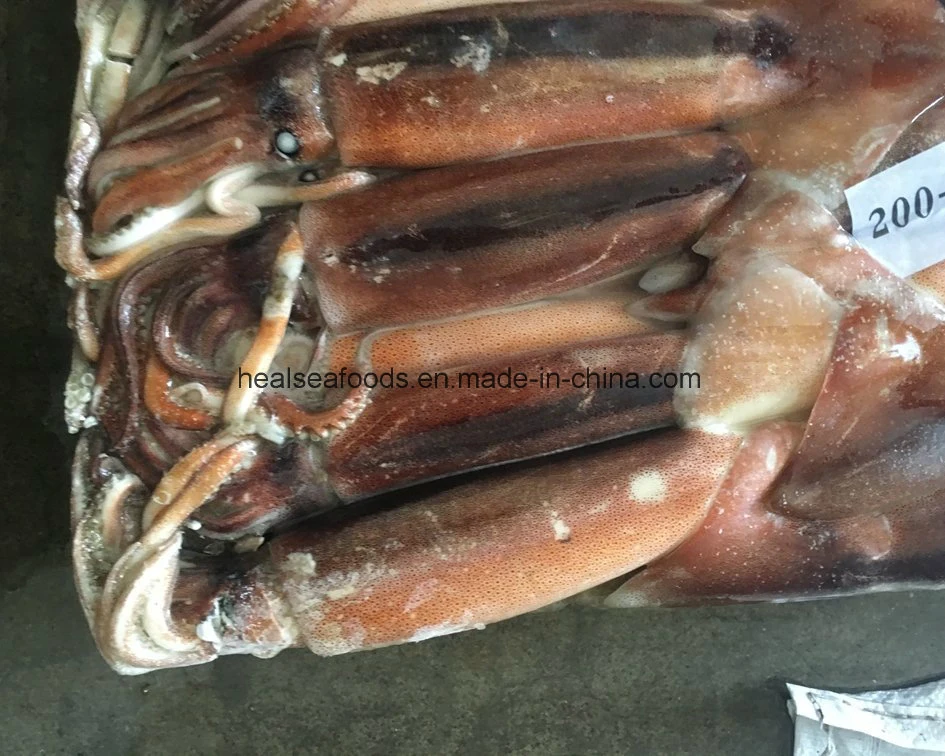 12.5kgs Bqf Squid Illex Argentinus Squid From China