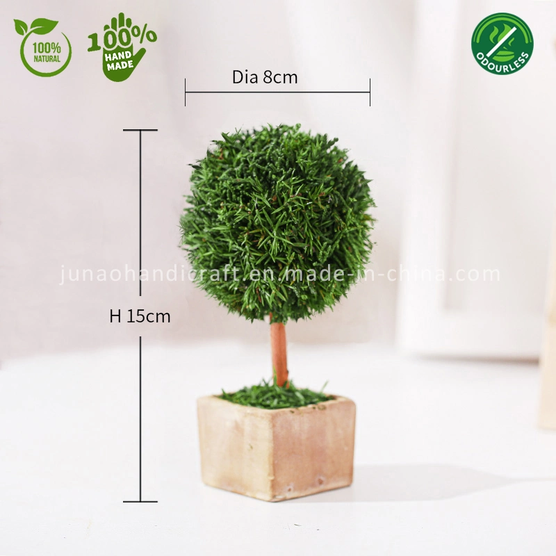 100% Natural Preserved Cypress Topiary Miniscape Interior Decor