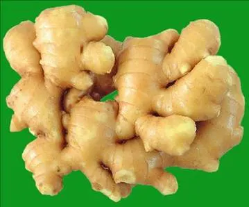 20kg Mesh Bag Packing Fresh Ginger for Exporting