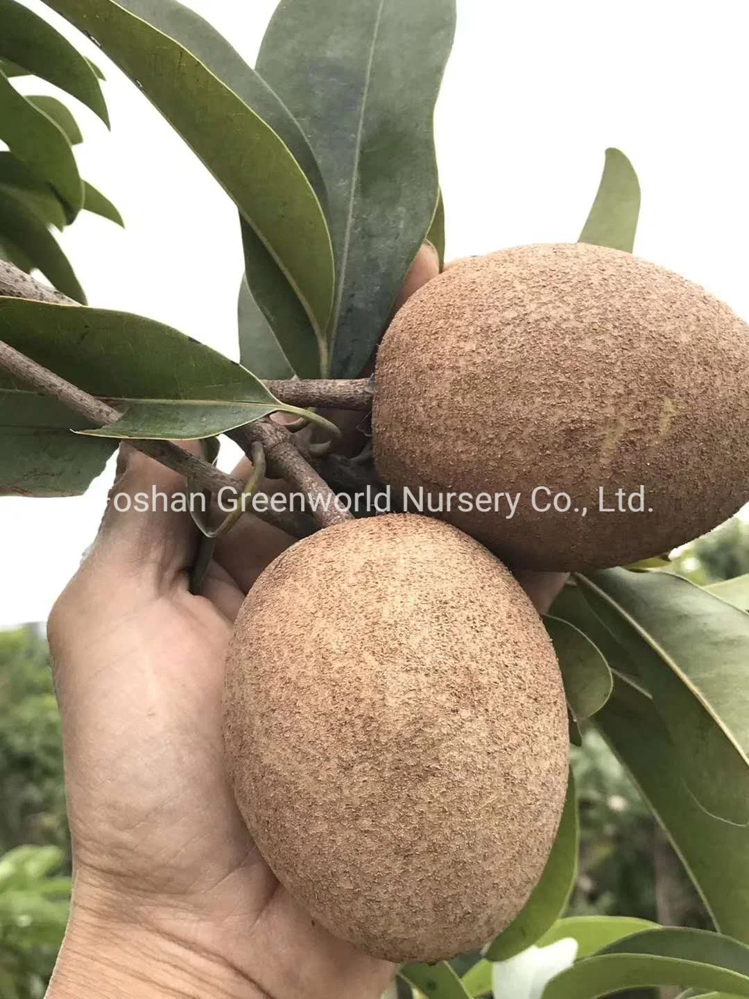 Manilkara zapota árbol frutal fabricante de China