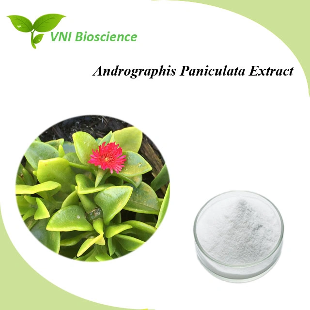 Extracto de paniculata de Androphis natural 100% certificado Halal