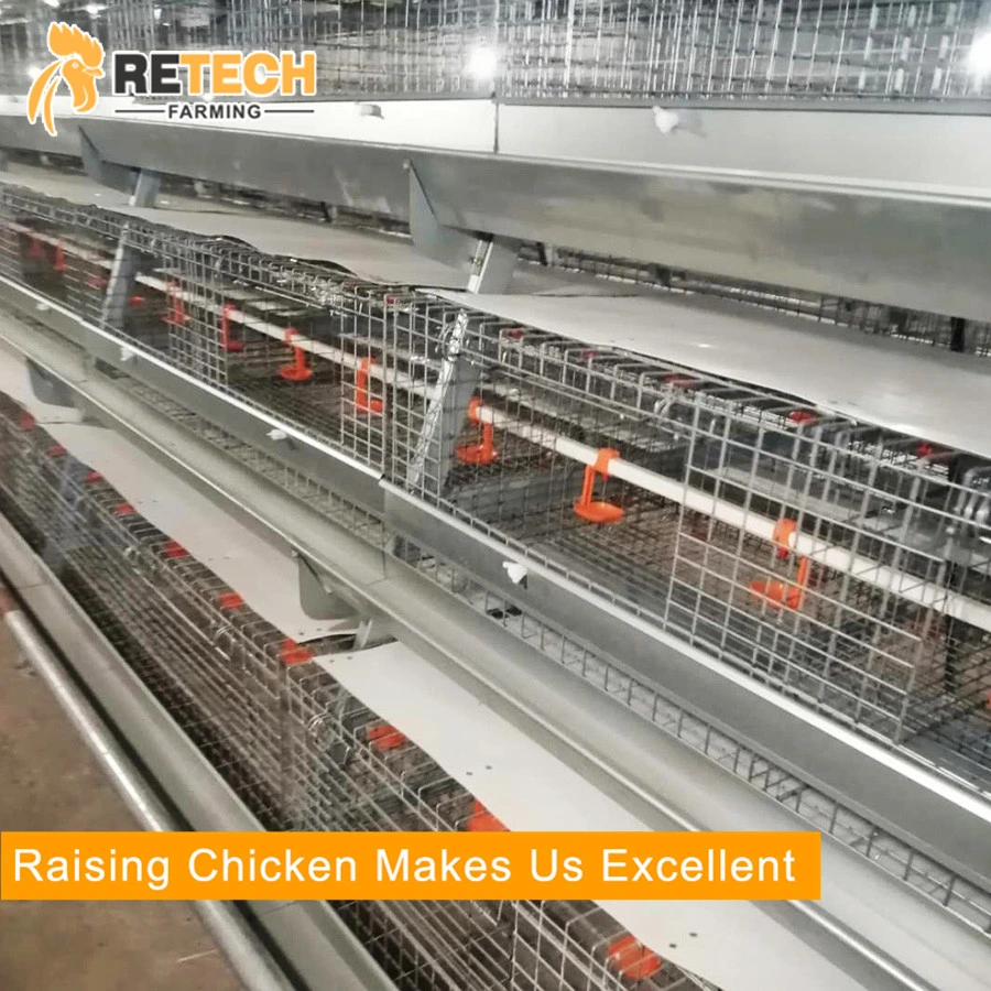 Cage automatique pour poussins de poules pondeuses d'un jour.