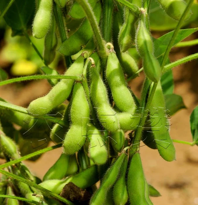 Early Maturing High Yield Beans Soybean Seeds