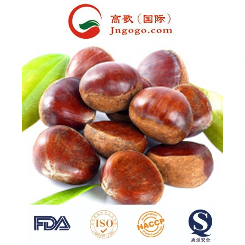 40-60PCS/Kg for Fresh Red Chestnut Roasted Chestnut