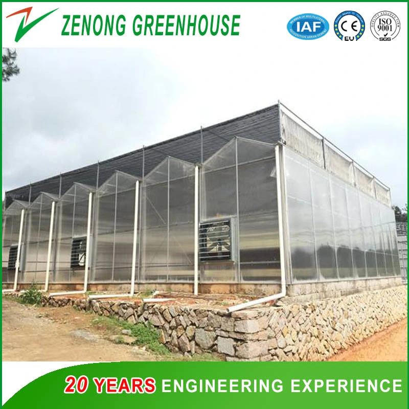 PC Multi-Span Greenhouse with Cooling Pad for Cabbage/Carrot/Watermelon/Orange