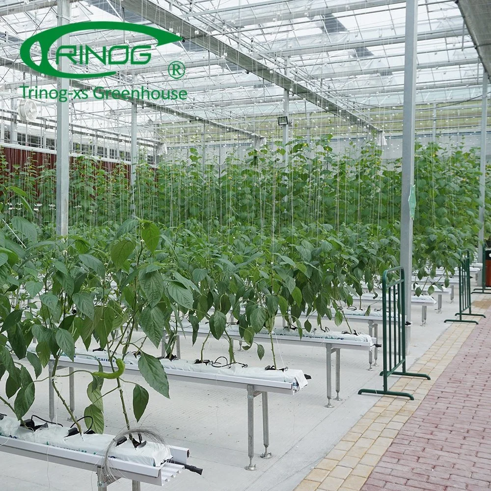 Hot Sale Vegetable Garden Cultivation Hydroponics System Film Multi-span Agricultural Greenhouse
