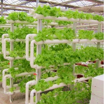 Great Performance Venlo PC/Glass Hydroponic Greenhouse with Ventilation System