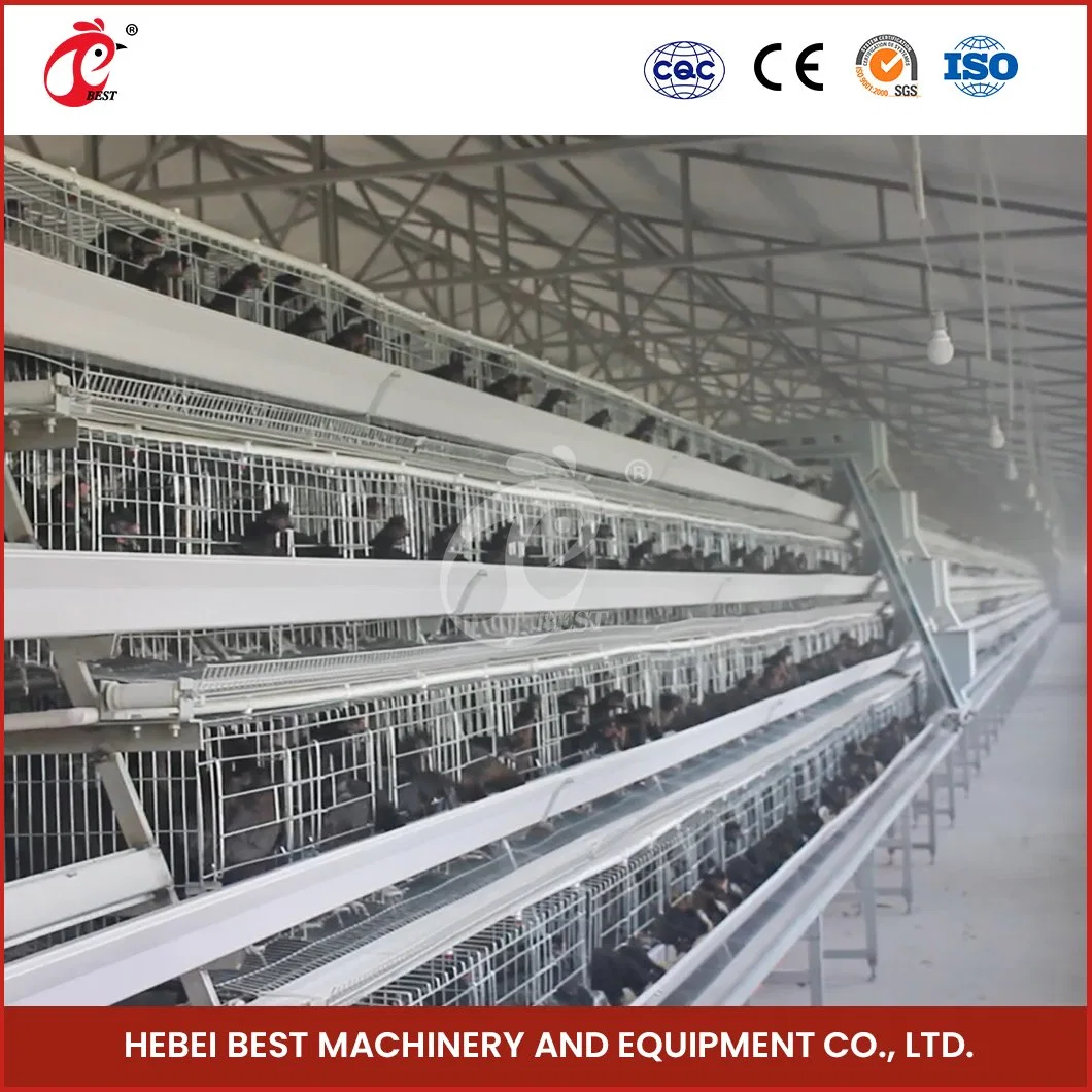 Bestchickencage uma Cage de tipo China Hen Cage Manufacturing Amostra gratuita de equipamento de gaiola de aves para configuração automática do sistema de gaiola de bateria