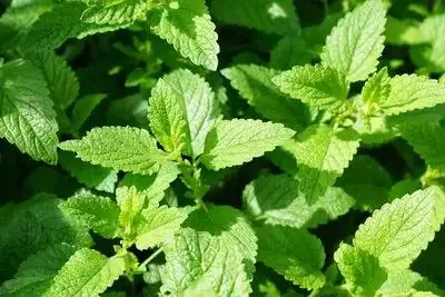 Herba Menthae de qualité alimentaire de qualité supérieure Heplocalycis additif alimentaire menthe poivrée Extraire la poudre de menthe