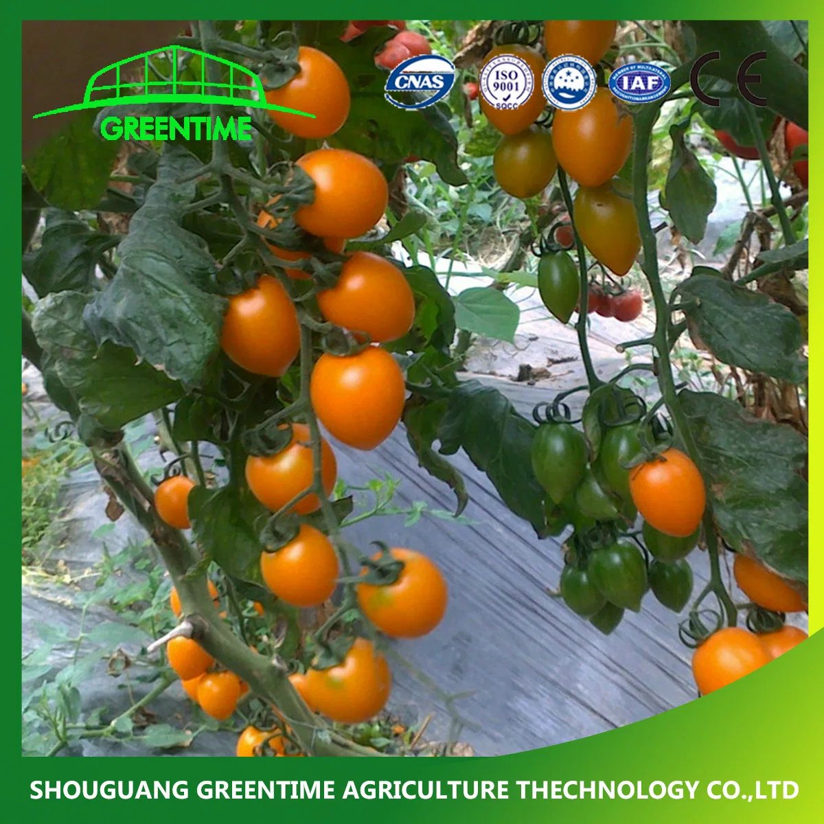 2022 Tomatoes Seeds Cheap Price in Premium Quality for Sale