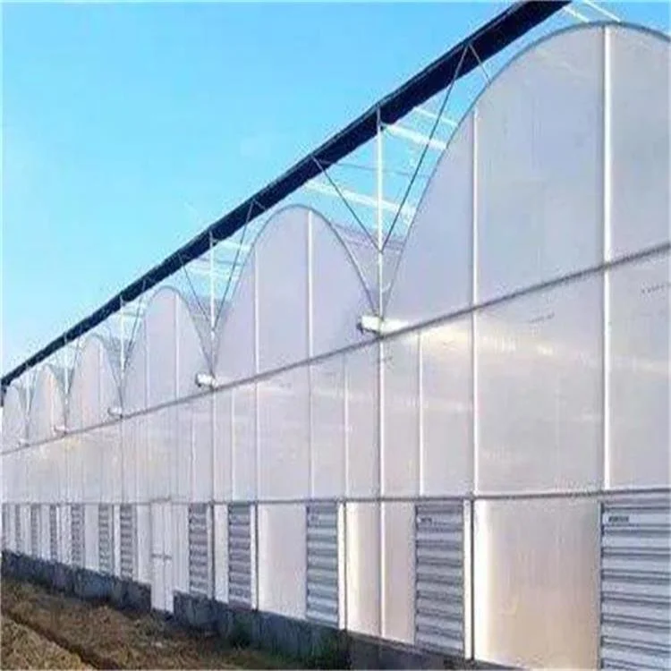 Nuevo Económico Muti-Span polytunnel plástico Cine Greenhouses Hydroponics System Tomato/pepino/Lechuga/Fresa/Flores/Verduras/Frutas Invernadero para la venta