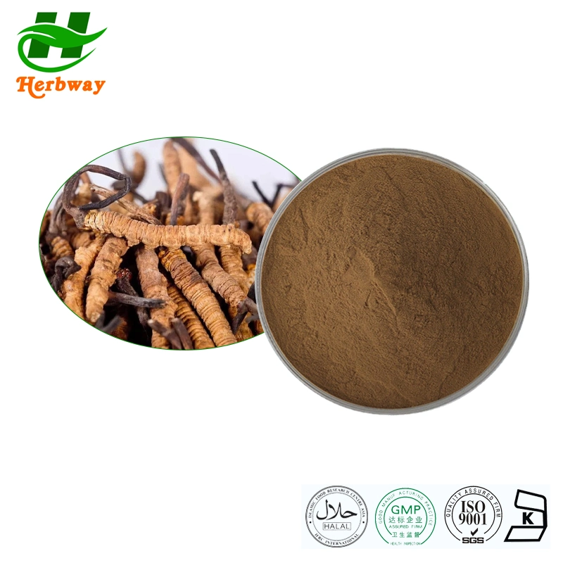 Herbway Herbal Extract Cordyceps Sinensis Militaris Extract Polysaccharides Botanical Extract Cordyceps Extract