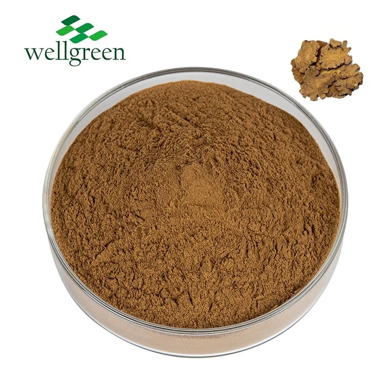 Chinese Traditional Herb Lovage Wallichii Rhizoma Ligusticum Chuanxiong Extract Powder
