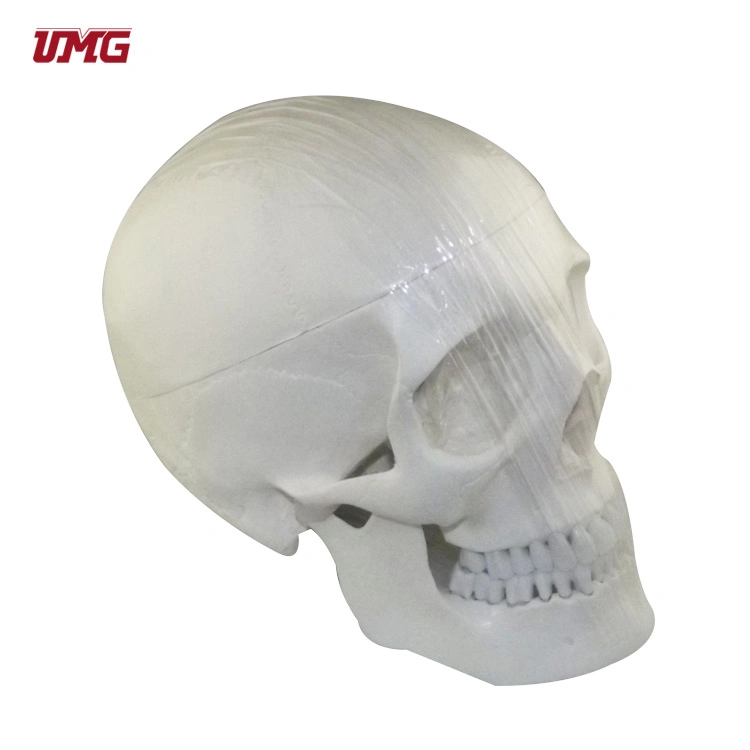 نموذج الأسنان لنموذج جسم الإنسان (PVC بلاستيكي)