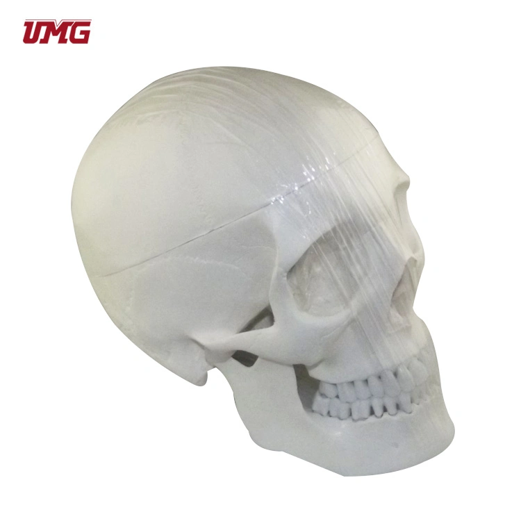 Teeth Model Model of Human Shull (plastic PVC)