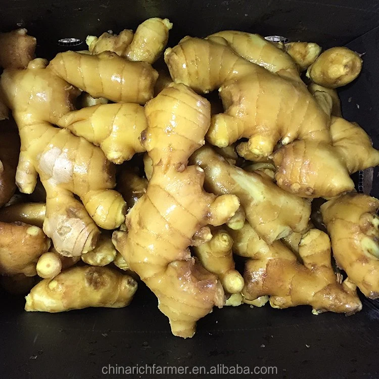 Fresh Ginger for Cooking and Drinking