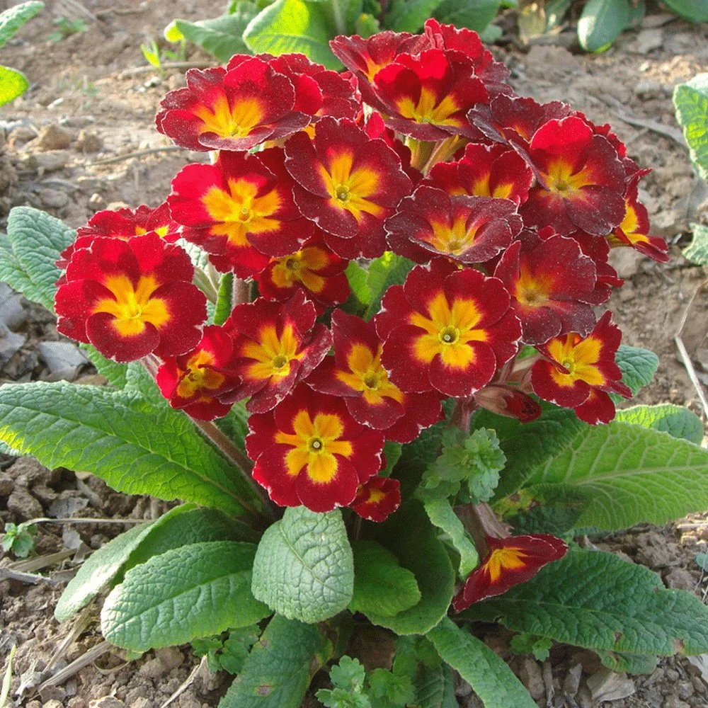 Touchhealthy Supply Hybrid F1 Flower Primula Seeds