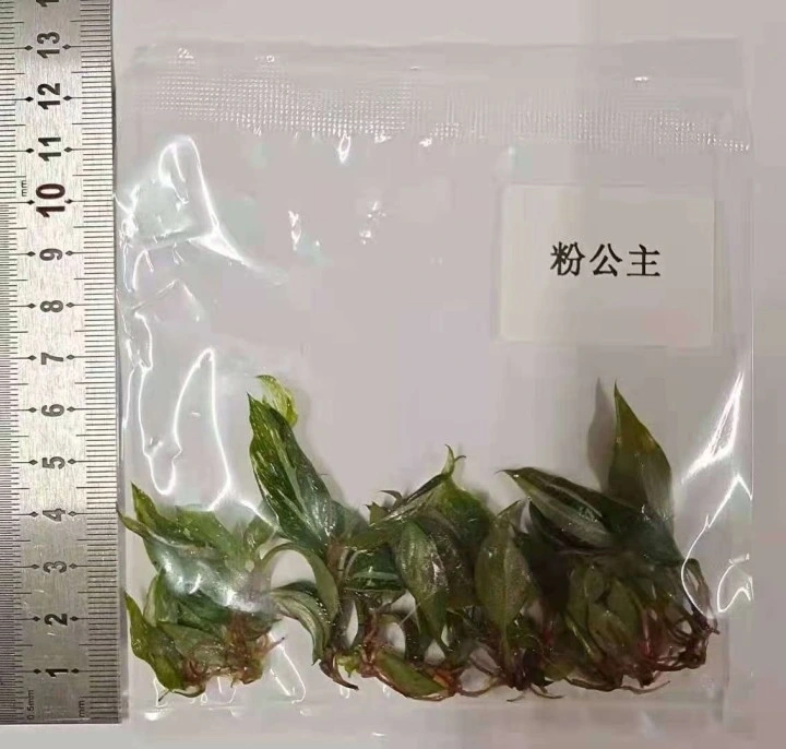 Philodendron Pink Princess Tissue Culture Seedlings Real Plant Wholesale/Supplier