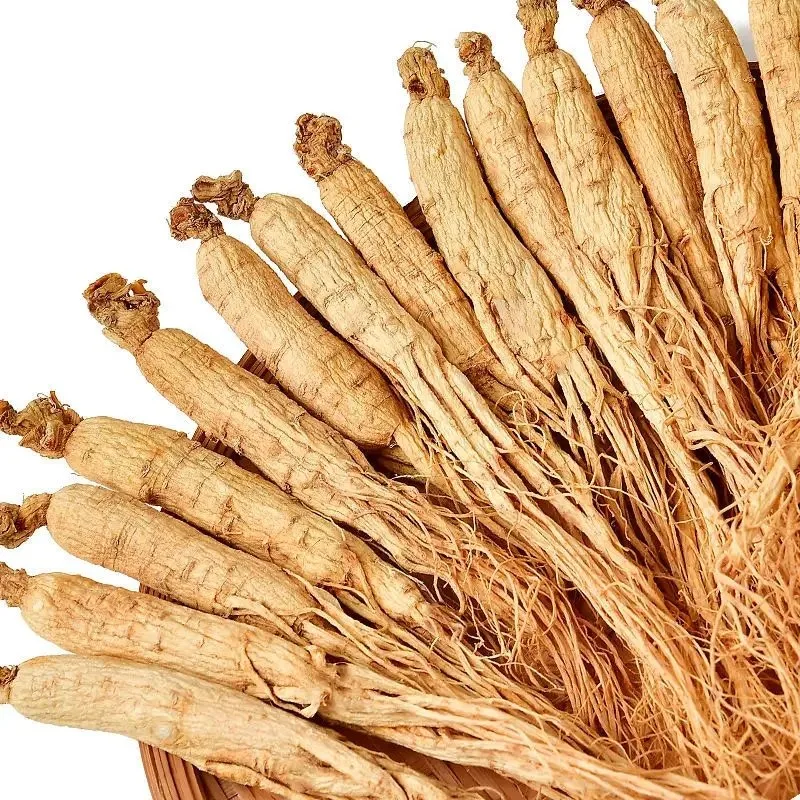 Extrakt Pulver Panax Ginseng Extrakt Verkauft