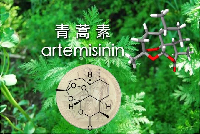 Sweet Wormwood Extract 99% Antimalarial Artemisia Annua Extract Powder CAS 63968-64-9 Artemisinin