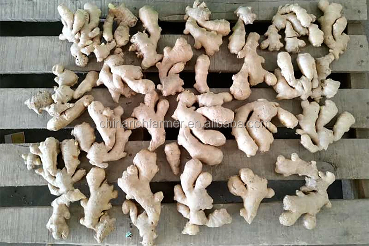 2023 Air Dried Ginger High Quality Chinese Ginger in Carton