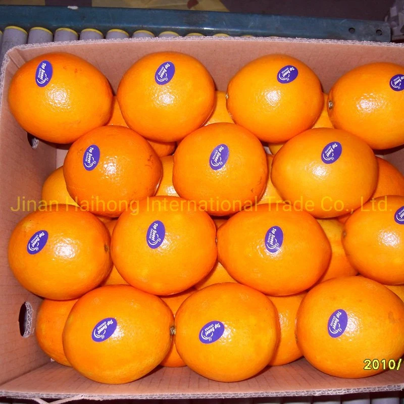 New Crop Export Good Quality Chinese Fresh Navel Orange