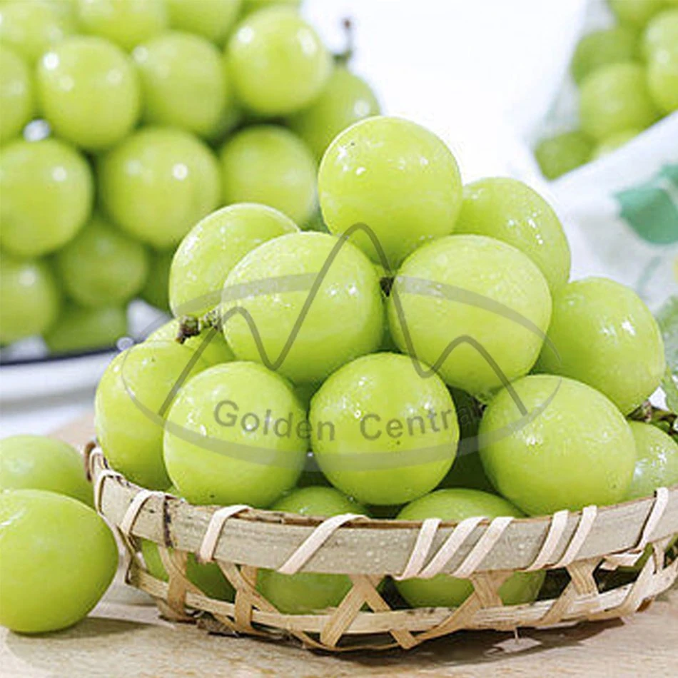 Seedless 2023 Chinese Sweet Sugar Shine Muscat Grape