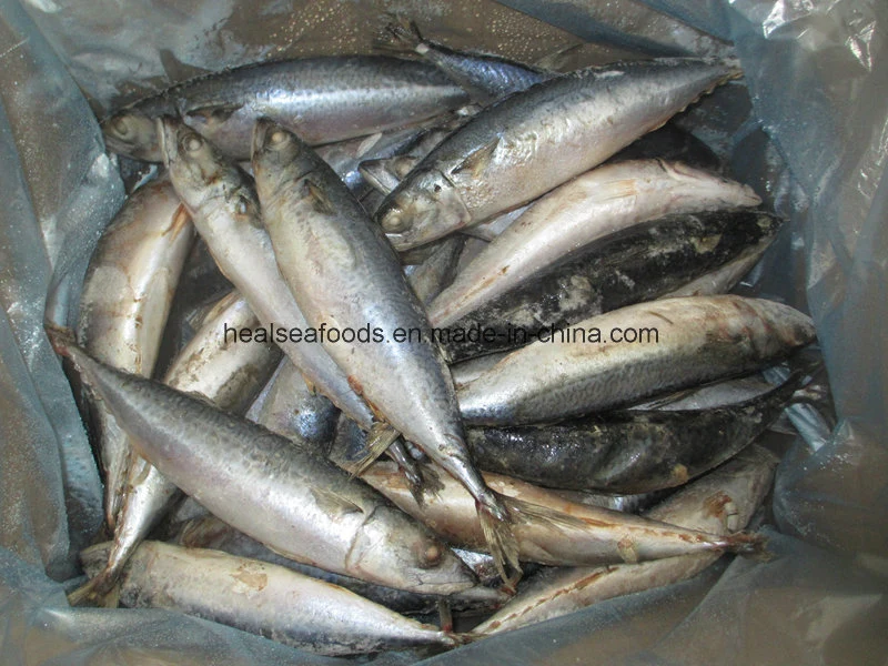 Gutted and Tailed Mackerel (HGT mackerel)