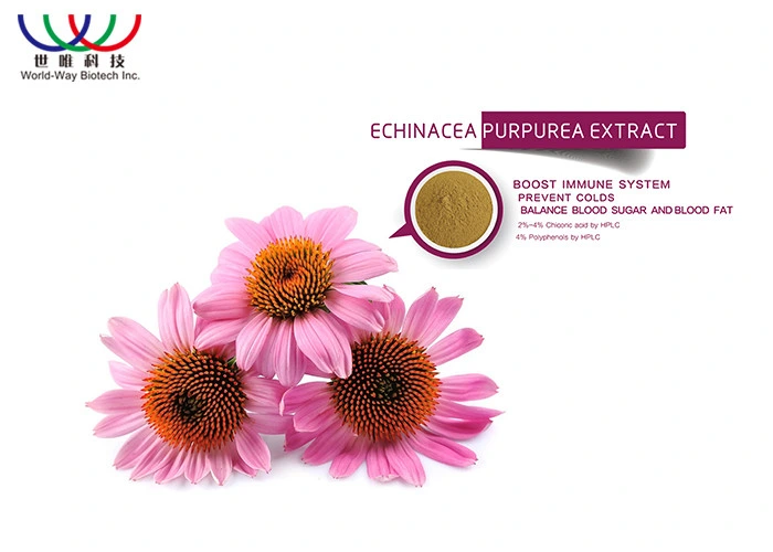 Herb Ingredients in Bulk Echinacea Extract High Purity 4% Chicoric Acid Herb Echinacea Purpurea Extract Powder