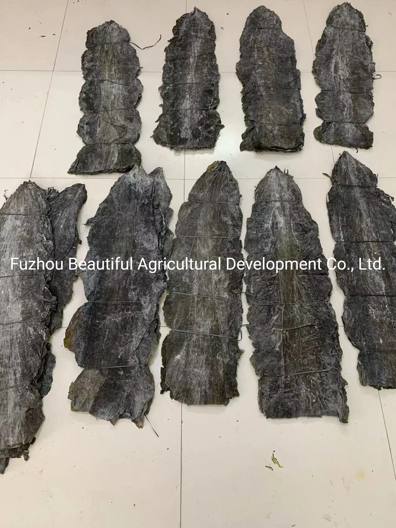 Dried Laminaria Thallus Factory Sales