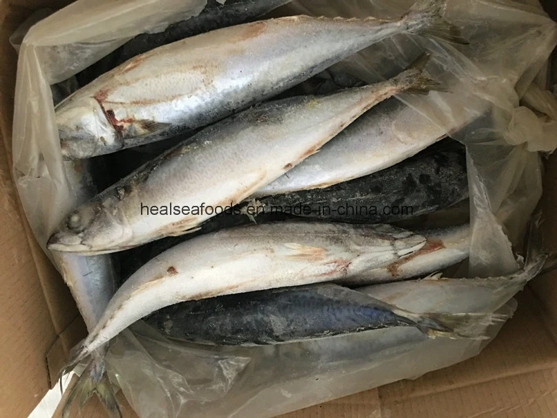 Frozen Mackerel on Board with Best Quality