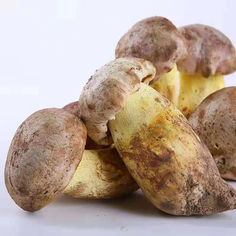 Niu Gan Jun Wholesale/Supplier Medicine Food Dried Wild Yellow King Boletus Edulis Mushrooms