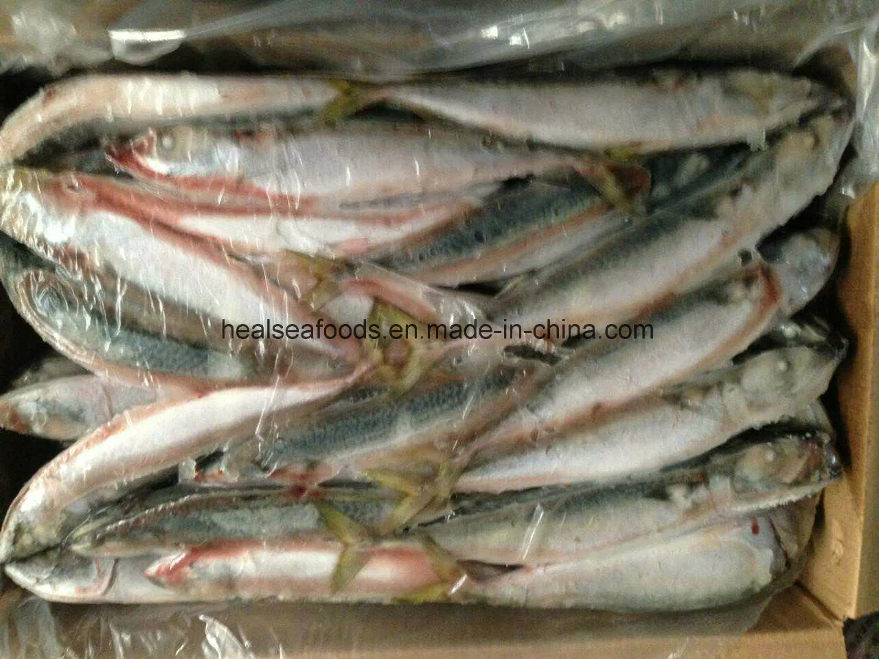 Mackerel Frozen on Land Pacific Mackerel