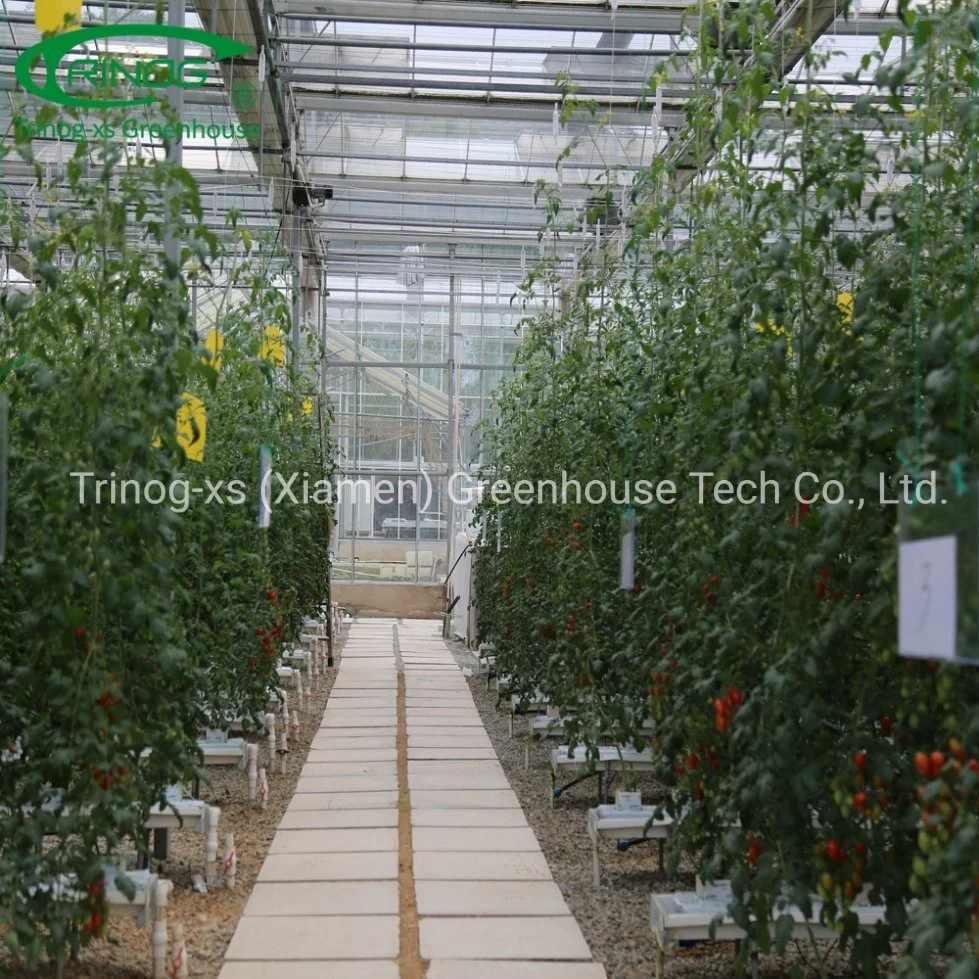 Trinog Serre commerciale Système hydroponique vertical NFT de tomates cerises urbaines dans une serre.