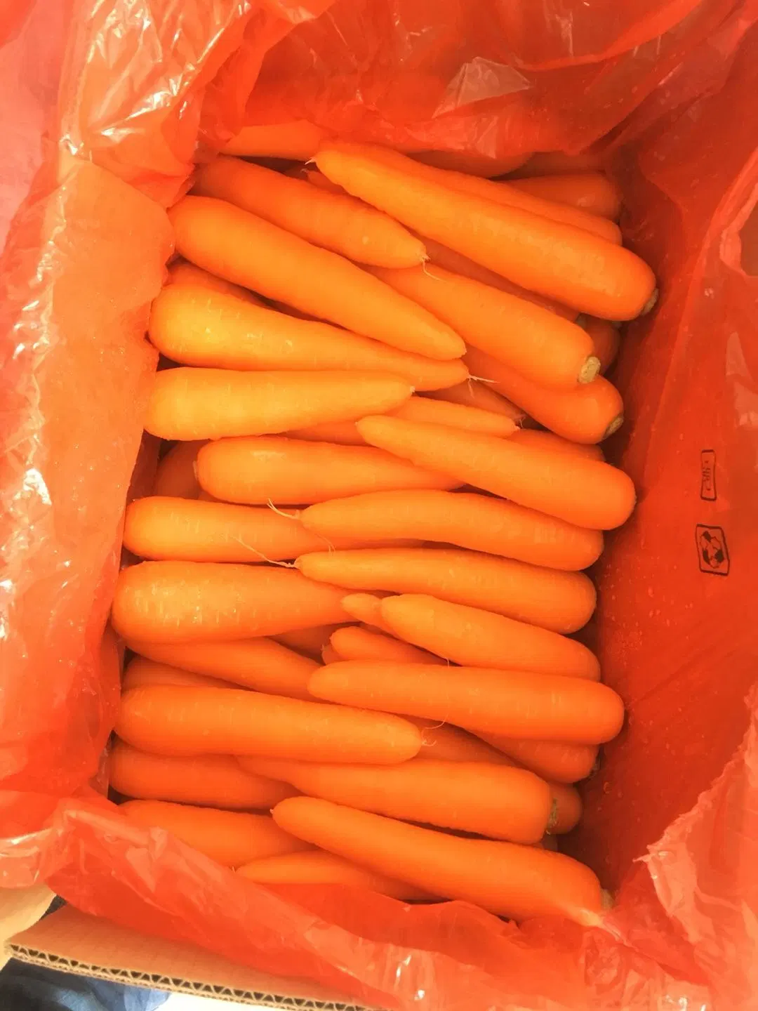 Good Quality and Price Fresh Carrot