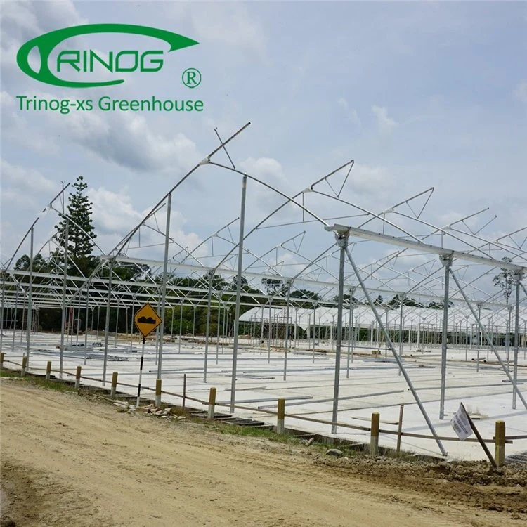 Large Multi-span Film Agriculture Greenhouse With Hydroponic Growing System