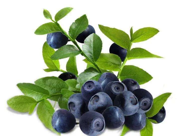 ISO Factory Plant Extract Euterpe Oleracea Euterpe Badiocarpa Acai Berry Extract 5: 1