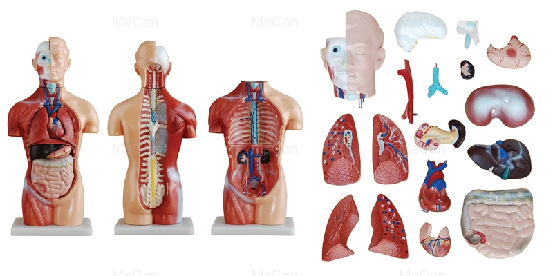 Factory Price 19 Parts 18 Mecan Human Body Medical Anatomy Torso Model