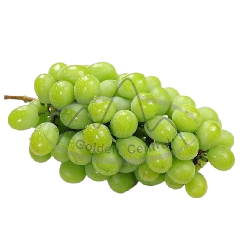 Top Quality Premium Sweet Green Grapes