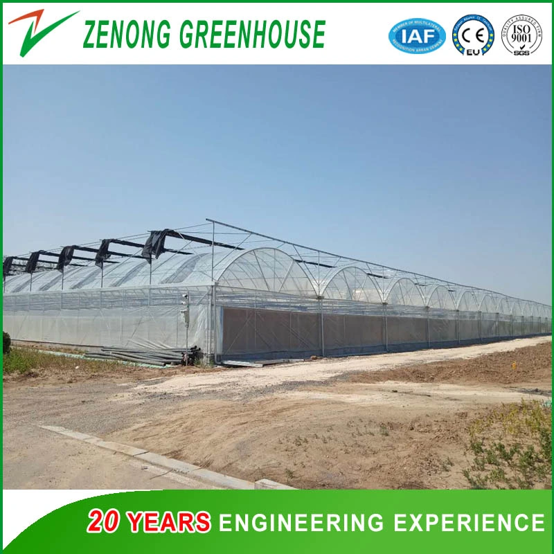 Original Factory Supply Multi-Span Film Greenhouse for Seedling/Vegetables