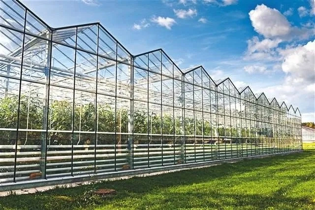 Agriculture Multi Span Glass Green House for Vegetable/Flower/Fruits/Hydroponic Systems/Automatic Irrigation System