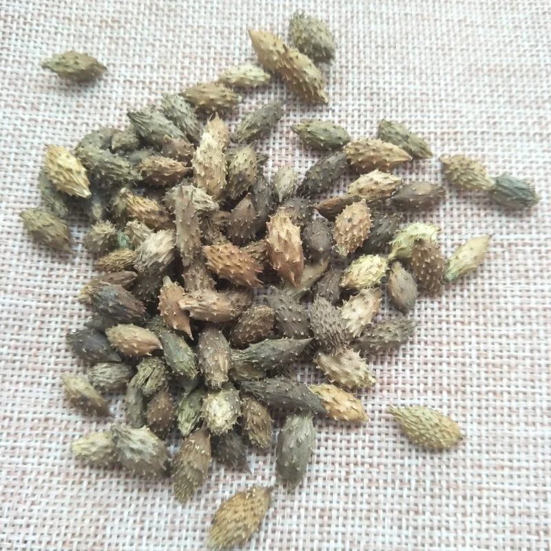 Cang Er Zi Factory Supplies Wholesale/Supplier Bulk Natural Herb Medicine Xanthium Sibiricum for Health