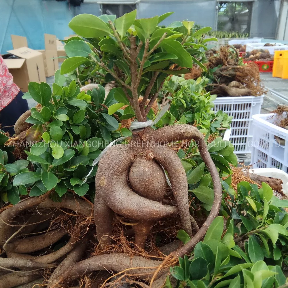 Le Ginseng d'arbres greffés Ficus Ficus Bonsai en provenance de Chine