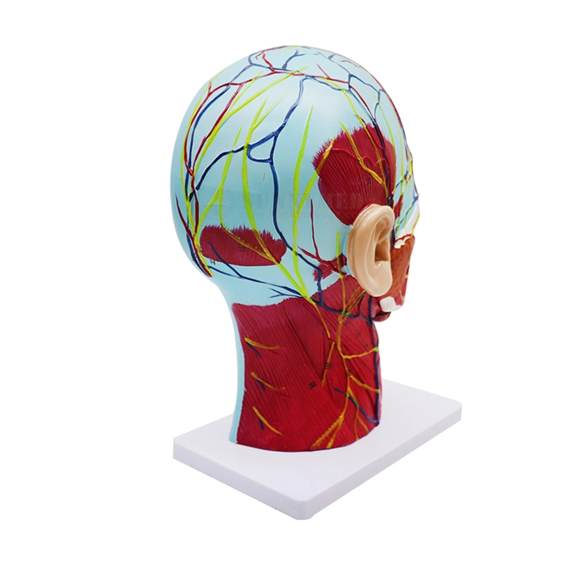 Sy-N027 Modelo de Enseñanza de Ciencias Médicas de la cabeza humana con modelo Facial del músculo superficial Neuro vascular