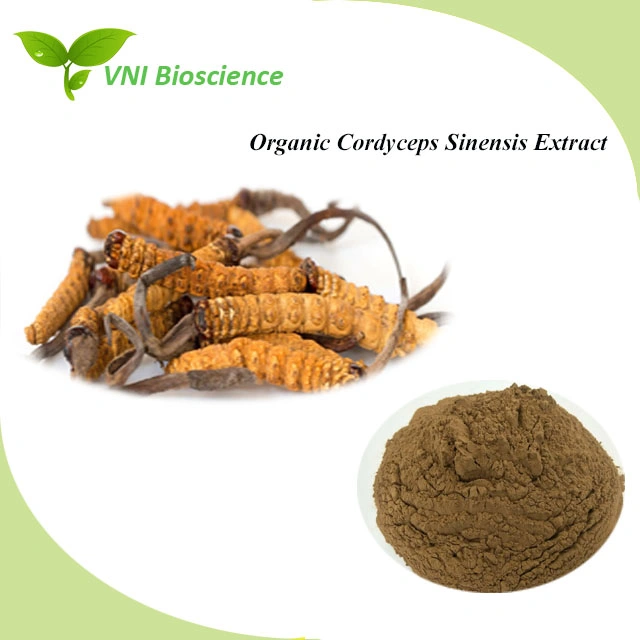 La certificación ISO 100% naturales de Cordyceps sinensis extracto orgánico puro