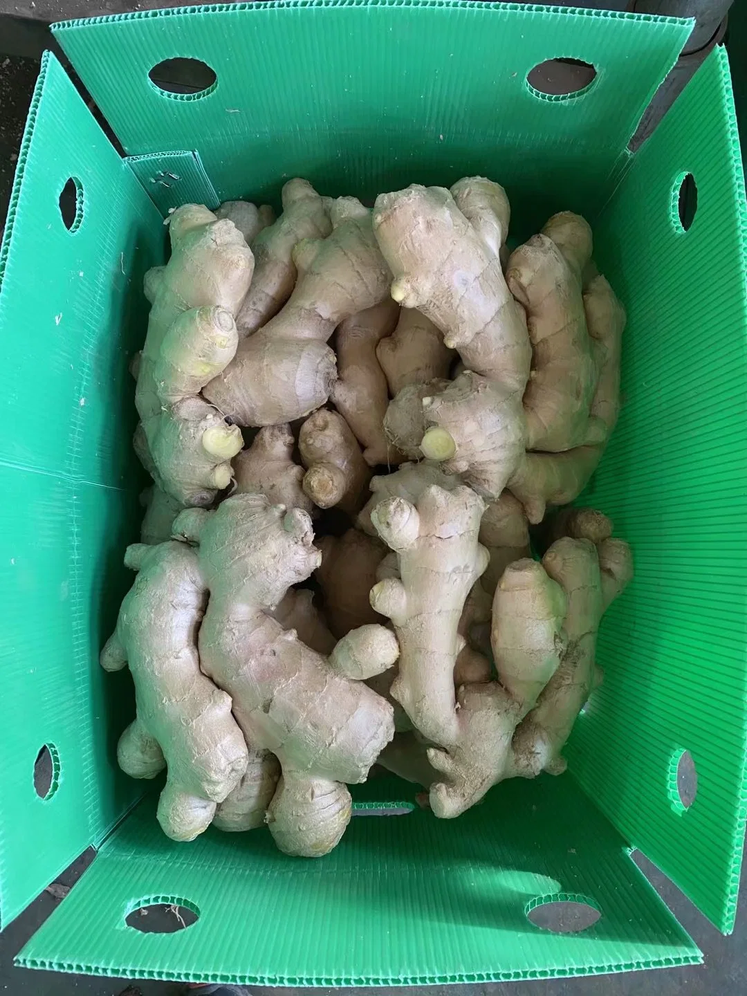 Chinese Spicy Mature Ginger Sold Directly From The Factory
